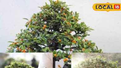 Gardening Tips: अब नींबू-संतरा नहीं रहेंगे बागों तक सीमित, बोन्साई बन सजाएंगे आपकी बालकनी!