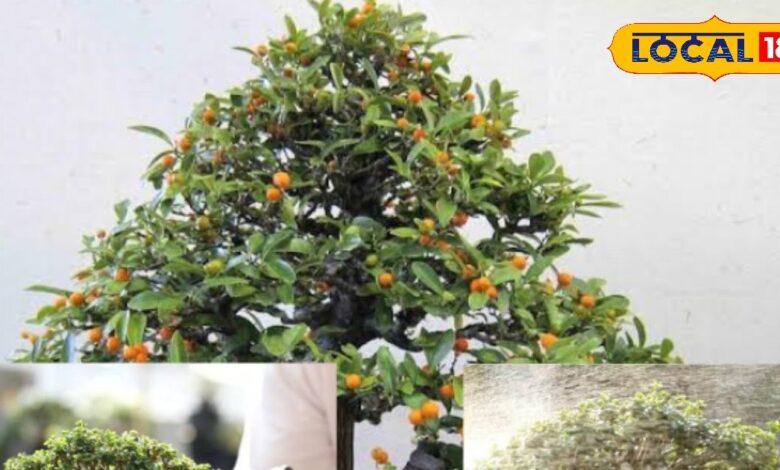 Gardening Tips: अब नींबू-संतरा नहीं रहेंगे बागों तक सीमित, बोन्साई बन सजाएंगे आपकी बालकनी!