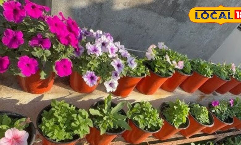 Tips and Tricks: घर के गमलों में लगे पौधों को सर्दी से कैसे बचाएं? अपनाएं ये उपाय