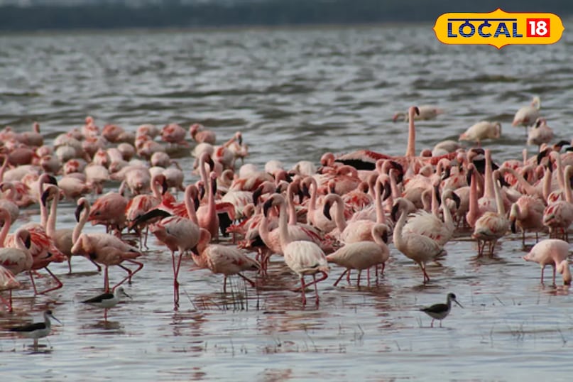 गुलाबी मेहमान लौटे सांभर झील — राजस्थान की झील में फिर आई रौनक