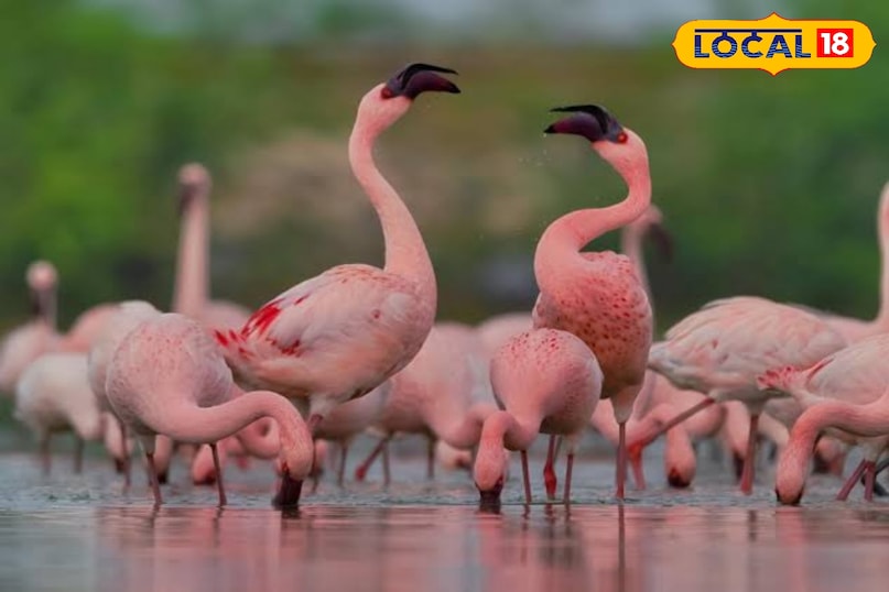 गुलाबी मेहमान लौटे सांभर झील — राजस्थान की झील में फिर आई रौनक