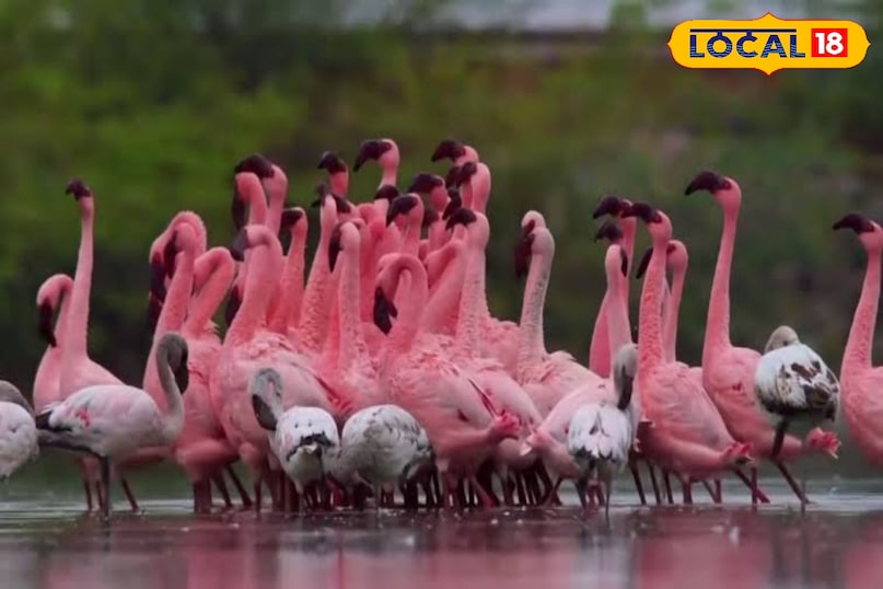 गुलाबी मेहमान लौटे सांभर झील — राजस्थान की झील में फिर आई रौनक