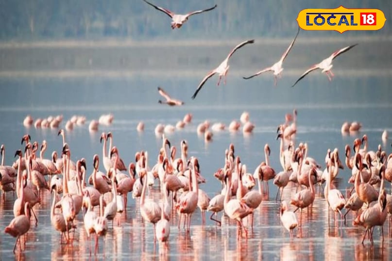 गुलाबी मेहमान लौटे सांभर झील — राजस्थान की झील में फिर आई रौनक