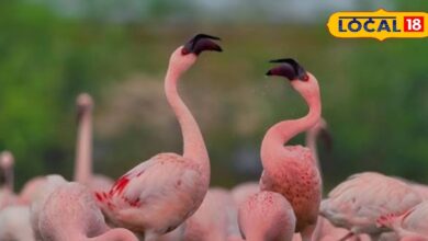 Sambhar Lake Flamingo Season 2025