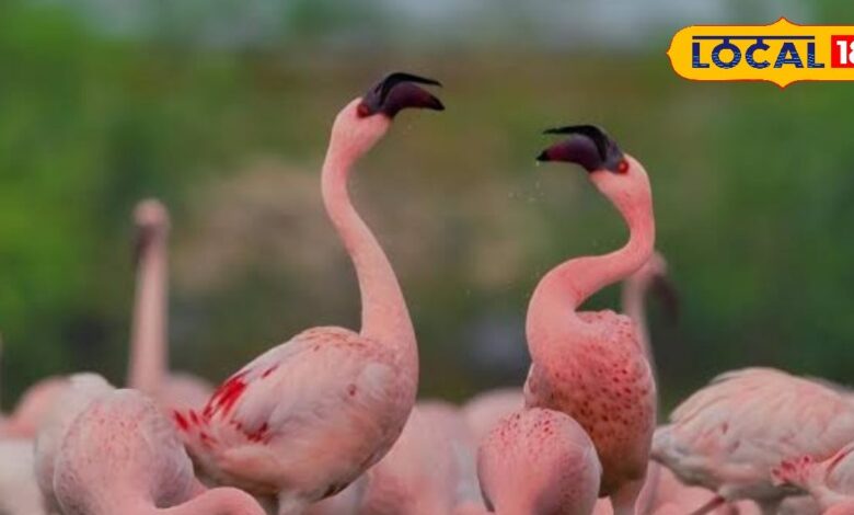 Sambhar Lake Flamingo Season 2025