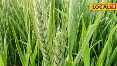 Rabi Season Farming | High Yield Wheat Varieties | Wheat Crop Improvement | Premium Quality Grains | Low Water Requirement Crop | Agriculture News