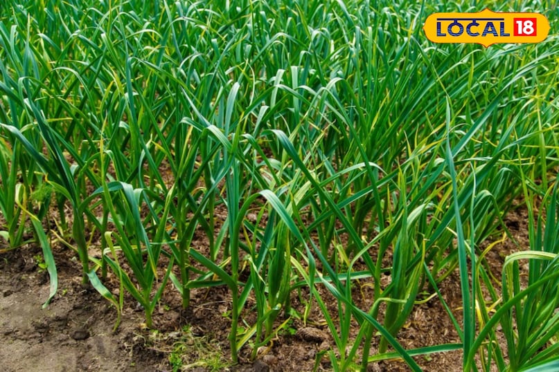 लहसुन की खेती 