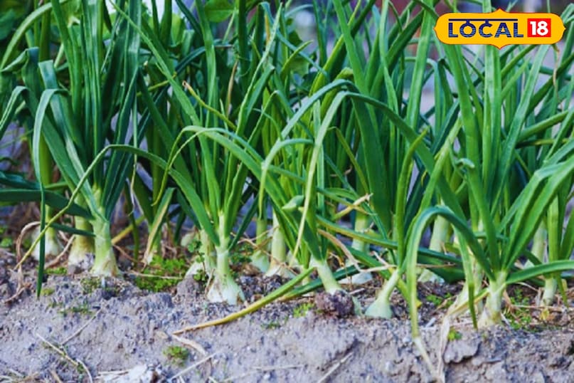 लहसुन की खेती 