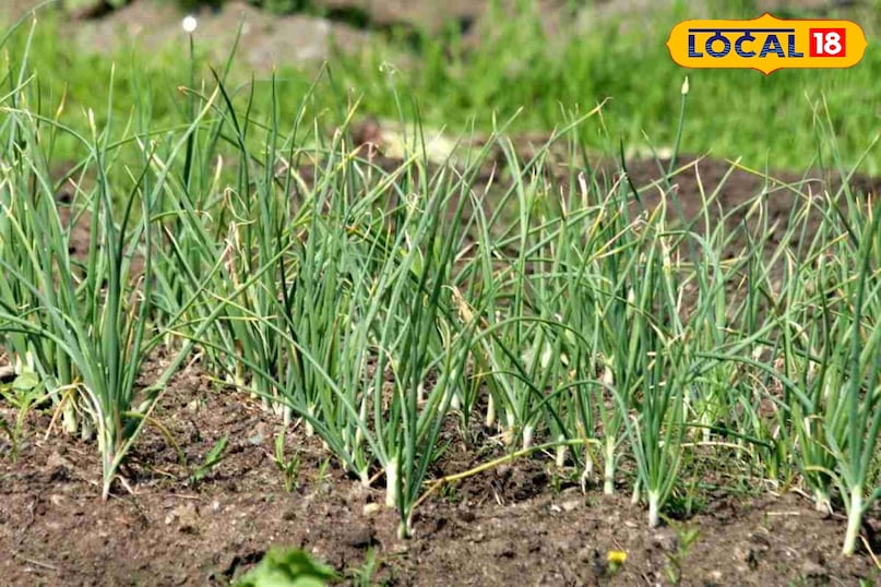 लहसुन की खेती 