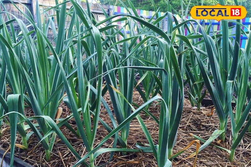 लहसुन की खेती 