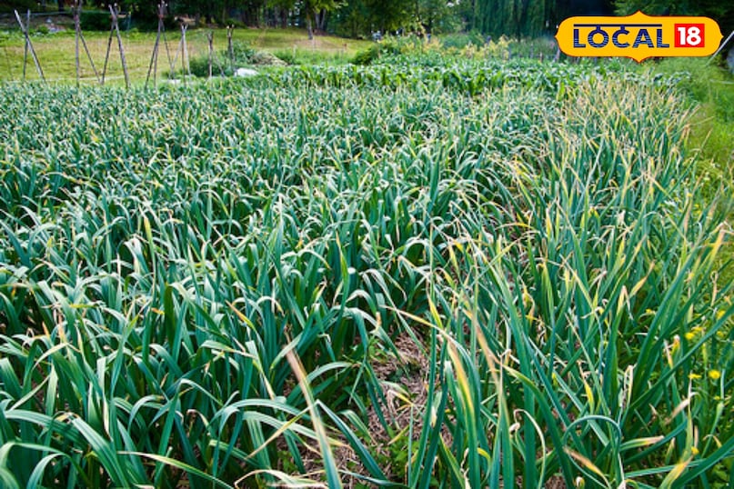 लहसुन की खेती 