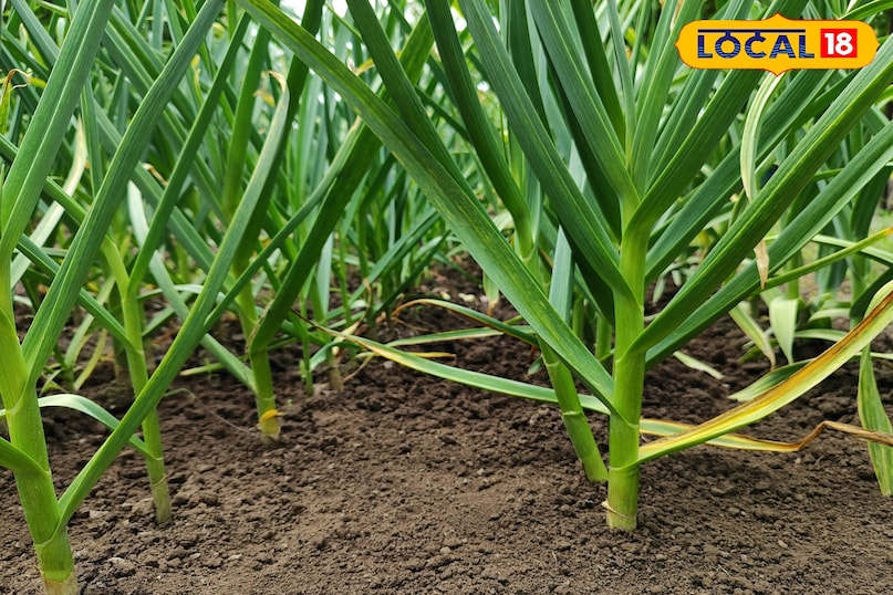 लहसुन की खेती 