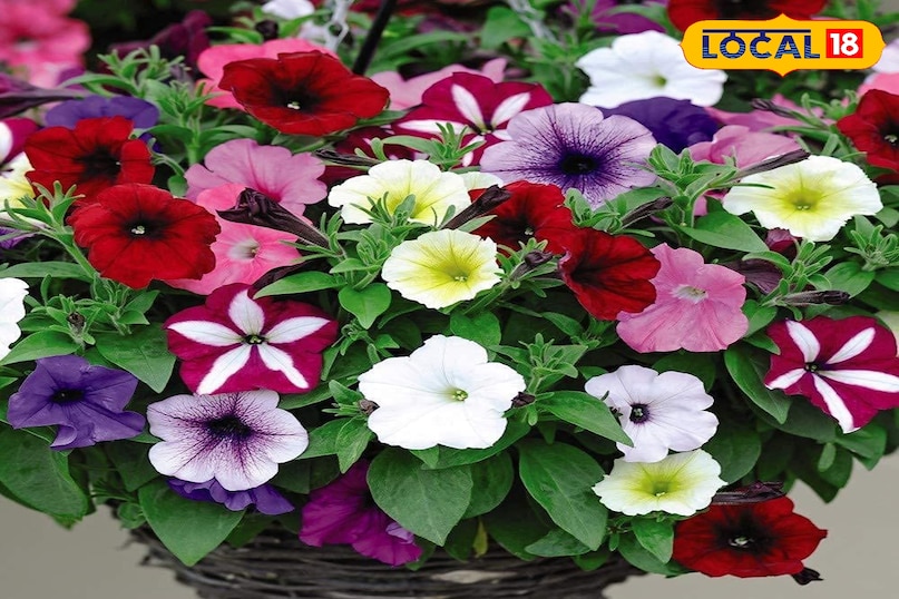 फूलों का पौधा 