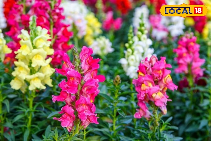 फूलों का पौधा 