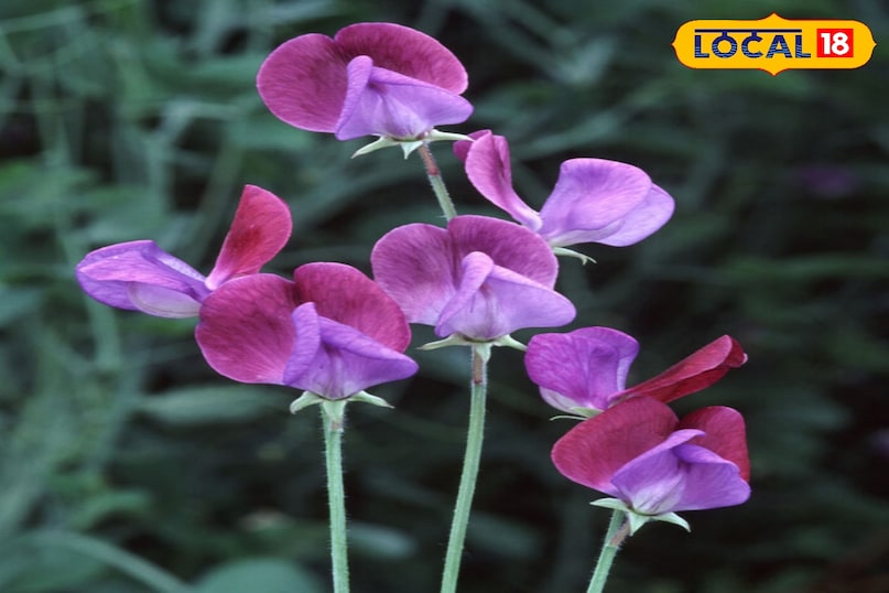 फूल का पौधा 