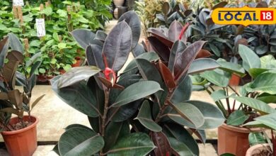 Positive Energy Plants | Vastu Plants for Home | Indoor Air Purifying Plants | Holy Basil Benefits | Money Plant Good Luck