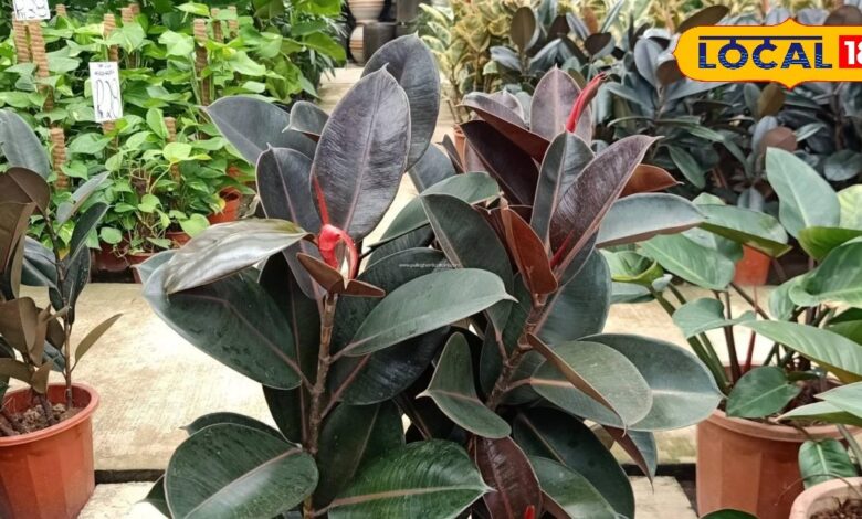 Positive Energy Plants | Vastu Plants for Home | Indoor Air Purifying Plants | Holy Basil Benefits | Money Plant Good Luck