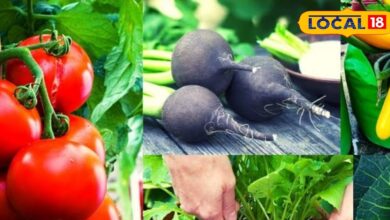 Winter Vegetables | Home Gardening | Organic Farming | Kitchen Garden Ideas | Vegetable Growing Tips