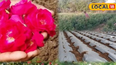 Agriculture Tips: गुलाब की खेती से किसान बन सकते हैं मालामाल, सर्दियों में ऐसे करें पौधों की देखभाल, बंपर मिलेगी पैदावार