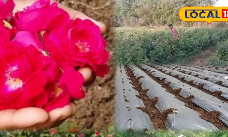 Agriculture Tips: गुलाब की खेती से किसान बन सकते हैं मालामाल, सर्दियों में ऐसे करें पौधों की देखभाल, बंपर मिलेगी पैदावार