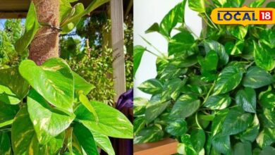 Goddess Lakshmi plant | Lucky plant for wealth | Indoor plants for prosperity | Water growing plants | Vastu plants for home | Money attracting plants