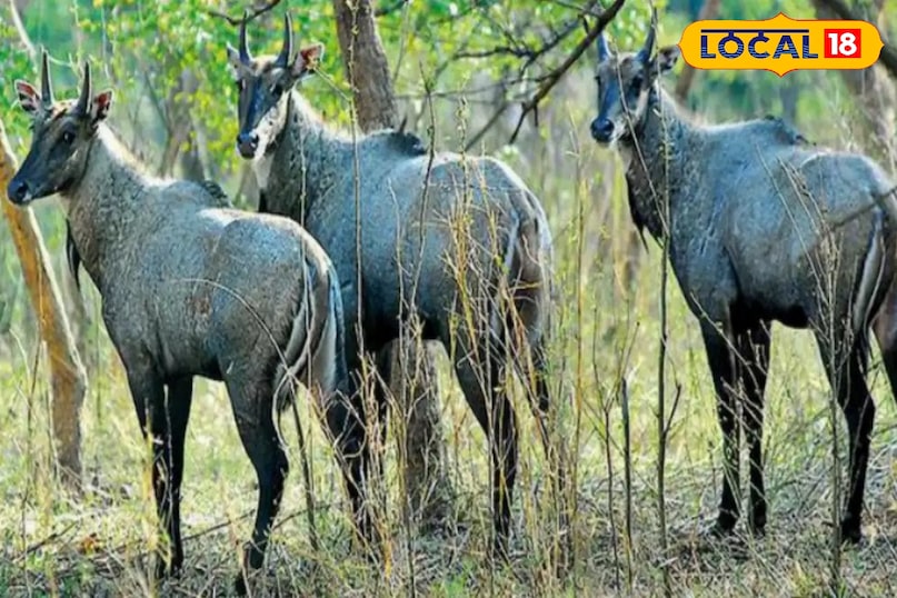 नीलगाय नीलगाय