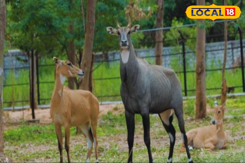 नीलगाय नीलगाय