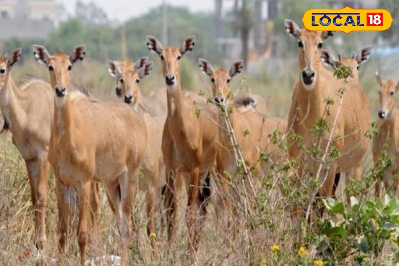 नीलगाय नीलगाय