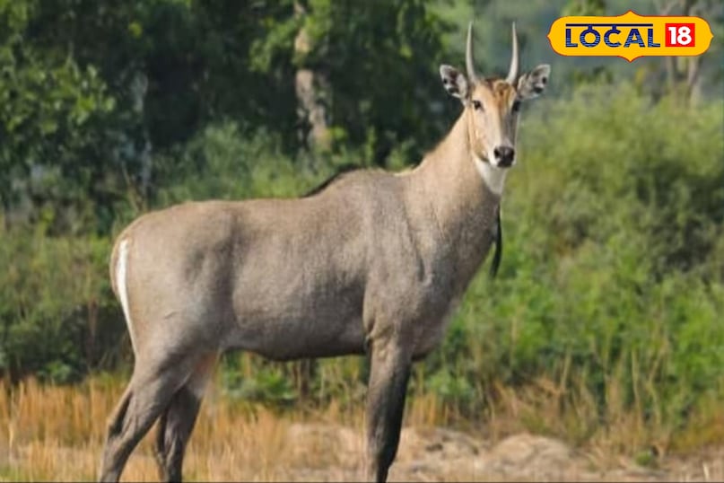 नीलगाय नीलगाय