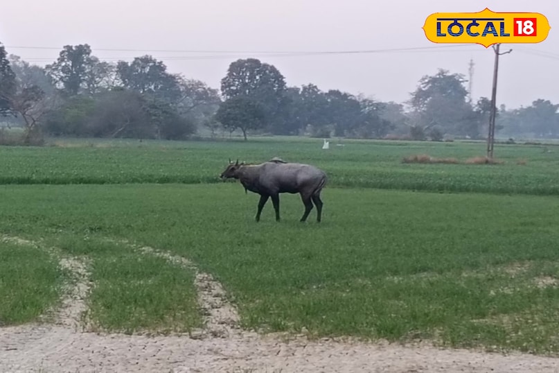 नीलगाय नीलगाय