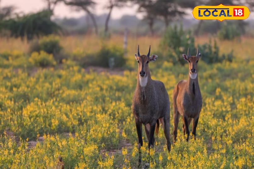 नीलगाय नीलगाय