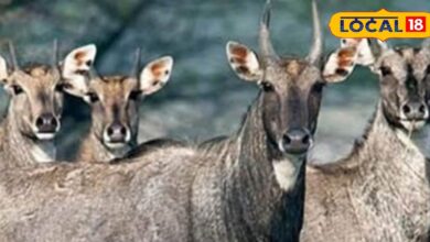 Tips and Tricks: फसलें बर्बाद कर रही नीलगाय? ये पारंपरिक देसी जुगाड़ करेंगे कमाल, आप भी कर सकते हैं ट्राई