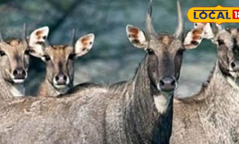 Tips and Tricks: फसलें बर्बाद कर रही नीलगाय? ये पारंपरिक देसी जुगाड़ करेंगे कमाल, आप भी कर सकते हैं ट्राई