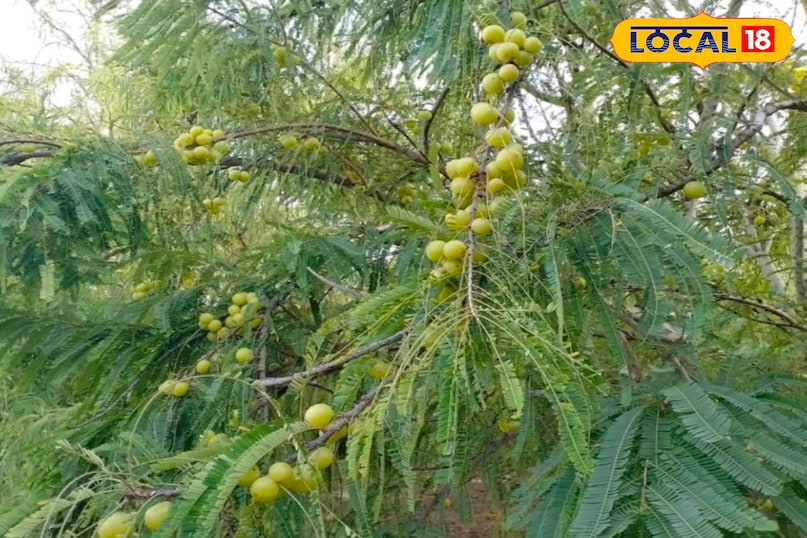 आंवले की खेती पुष्कर 