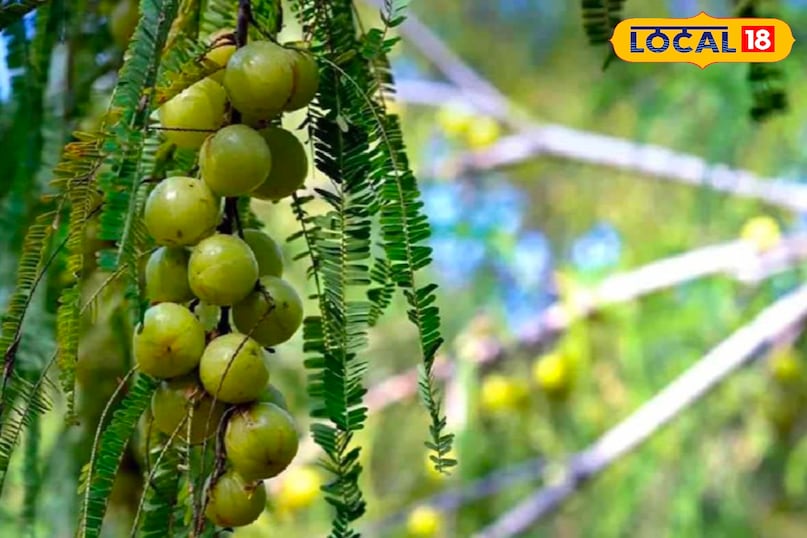 आंवले की खेती पुष्कर 