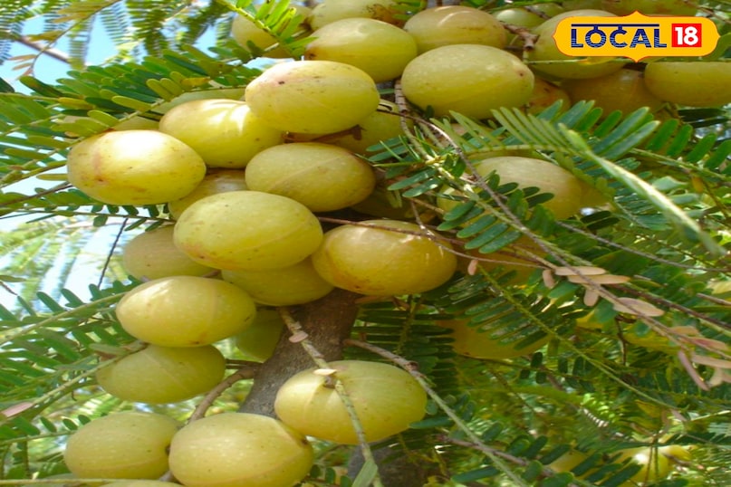 आंवले की खेती पुष्कर 