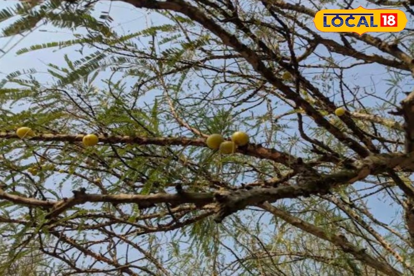 आंवले की खेती पुष्कर 