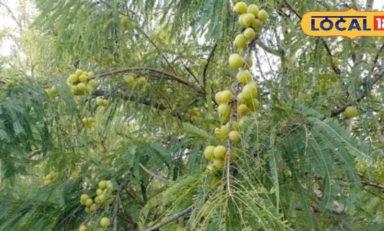 एक बार लगाएं, 30 साल तक कमाएं मुनाफा! किसान करें इस खट्टे फल की खेती, पुष्कर के किसान हो रहे मालामाल