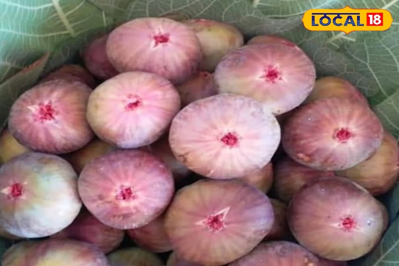 अंजीर का फल अंजीर का फल