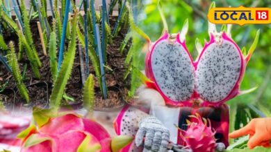 अपने घर के किचन गार्डन में उगाएं यह विदेशी फल, एक साल में आएगा फ्रूट, जानें देखभाल का आसान तरीका
