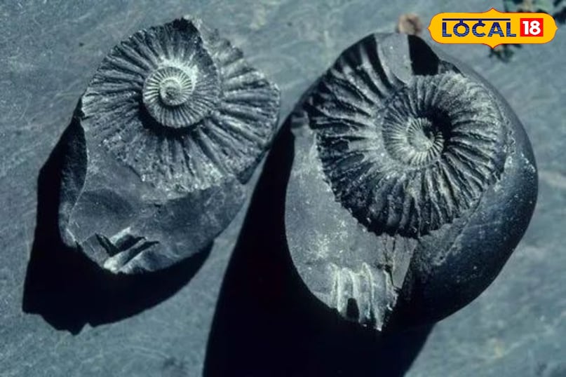 शालिग्राम यह एक काले पत्थर की गोली होती है जिसे भगवान विष्णु का स्वरूप माना जाता है। घर में शालिग्राम रखने से भगवान विष्णु की कृपा बनी रहती है। इससे घर में शांति, प्यार और आध्यात्मिक उन्नति होती है। मुसीबतें दूर होती हैं और उम्र बढ़ती है। इसे पूजा घर में तुलसी के पौधे के पास या भगवान विष्णु की मूर्ति के साथ रखें। इसे दूध, दही, घी, शहद और गंगाजल से स्नान कराकर पूजा करें