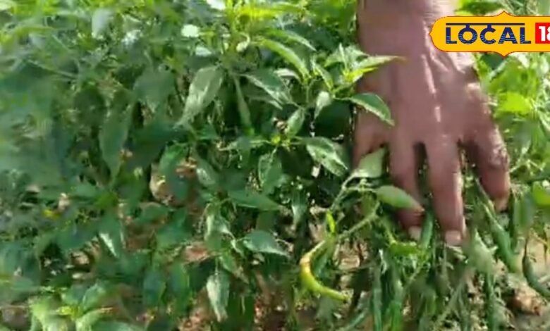 Gardening Tips: आसान तरीके से घर के किचन गार्डन में लगाएं देसी और तीखी मिर्च का पौधा, खाने का जायका बढ़ेगा कई गुना
