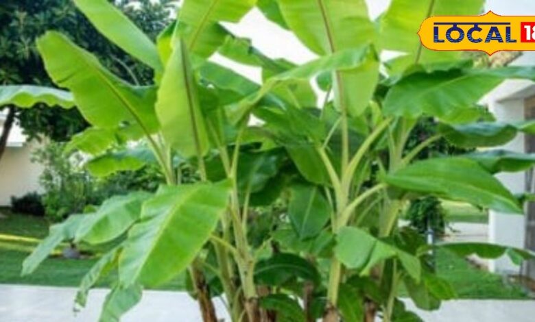 Gardening Tips: अगर आप घर के गार्डन में लगा रहे हैं केले का पौधा तो जानिए ये आसान तरीके, जल्द मिलने लगेंगे फल