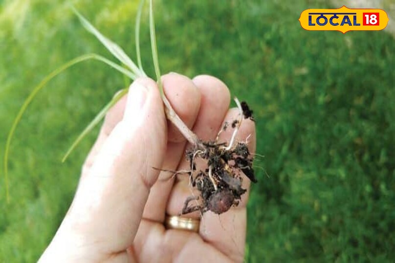 मोथा घास, जिसे अक्सर खरपतवार समझा जाता है, असल में आयुर्वेदिक औषधि है