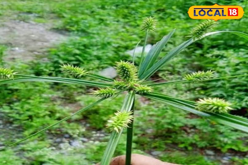 मोथा घास, जिसे अक्सर खरपतवार समझा जाता है, असल में आयुर्वेदिक औषधि है
