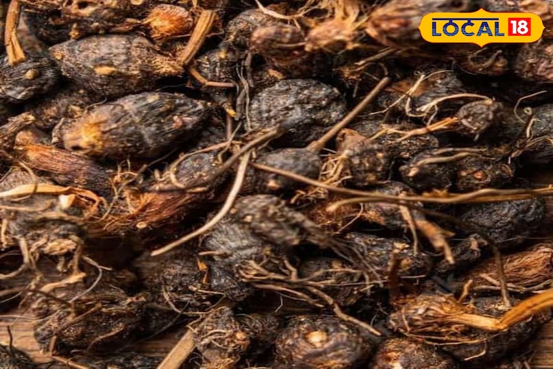 मोथा घास, जिसे अक्सर खरपतवार समझा जाता है, असल में आयुर्वेदिक औषधि है