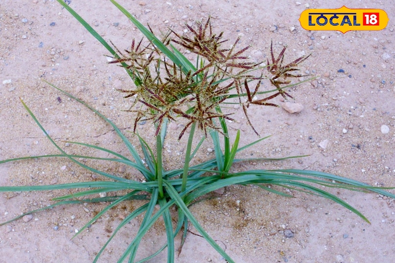 मोथा घास, जिसे अक्सर खरपतवार समझा जाता है, असल में आयुर्वेदिक औषधि है