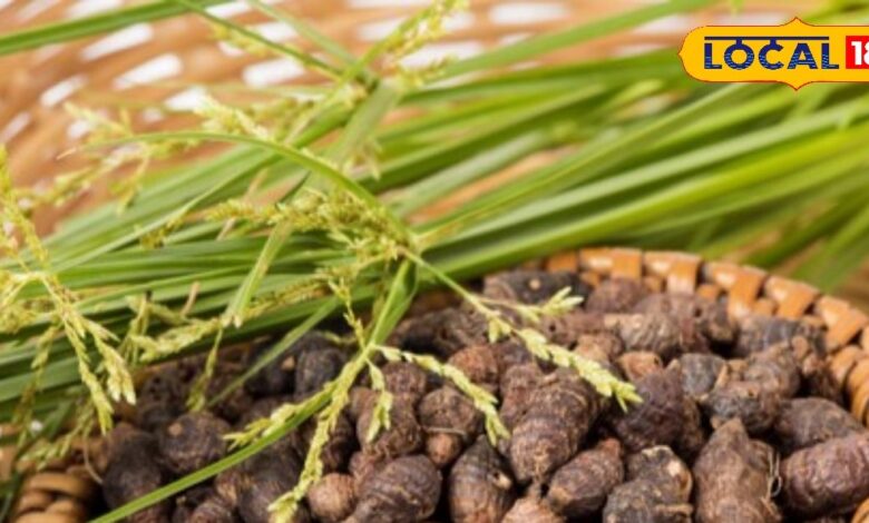 Health Benefits of Motha Grass (Nut Grass / Cyperus Rotundus)