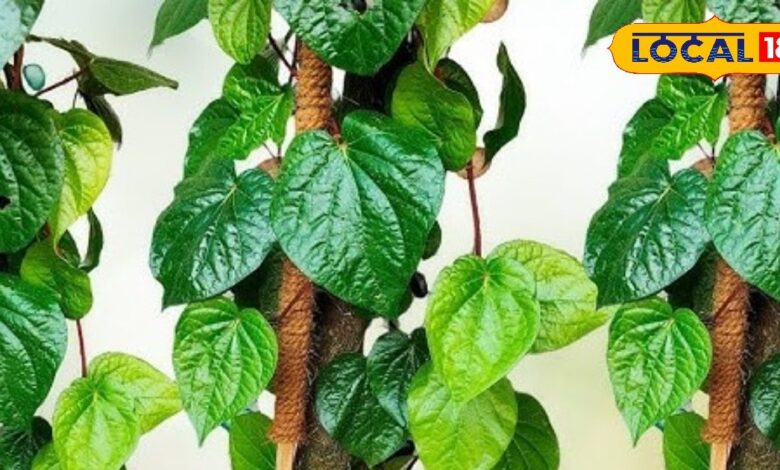 पान की बेल घर में लगाने के फायदे और देखभाल के आसान तरीके.