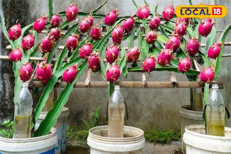 ड्रैगन फ्रूट ड्रैगन फ्रूट